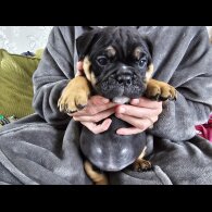 English Bulldog - Both