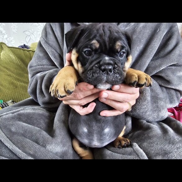 English Bulldog - Both
