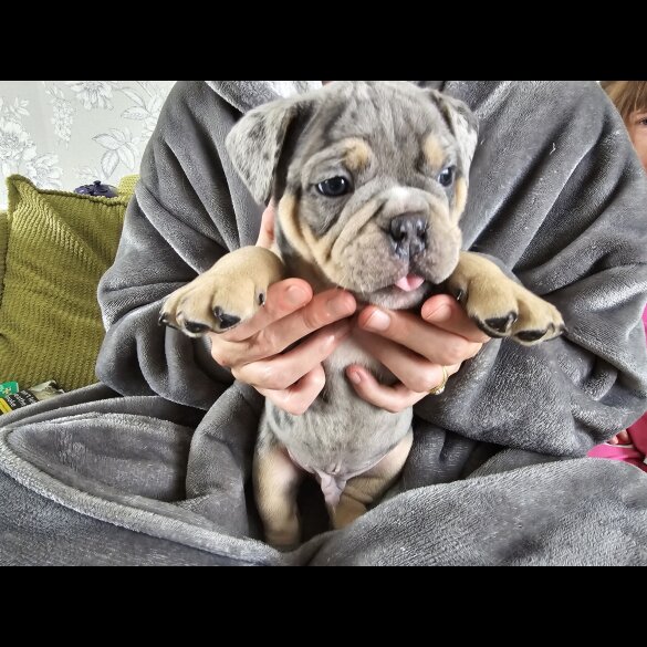 English Bulldog - Both