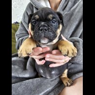 English Bulldog - Both