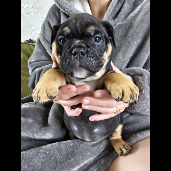 English Bulldog - Both