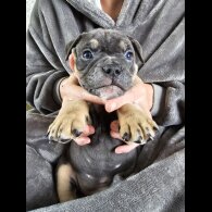 English Bulldog - Both