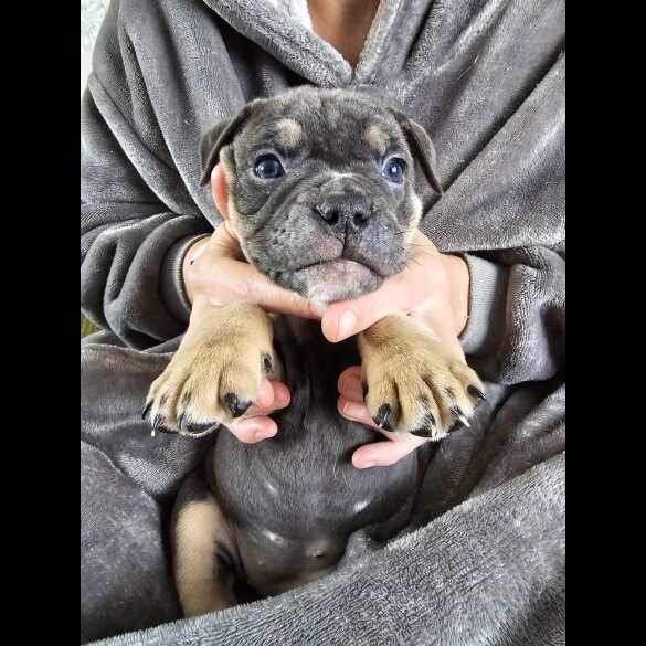 English Bulldog - Both