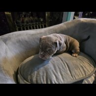 English Bulldog - Both