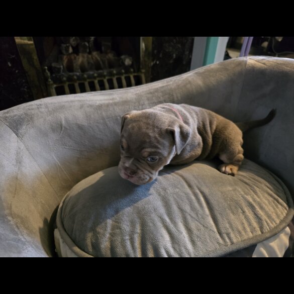English Bulldog - Both