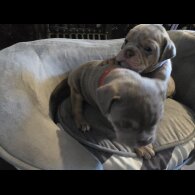 English Bulldog - Both
