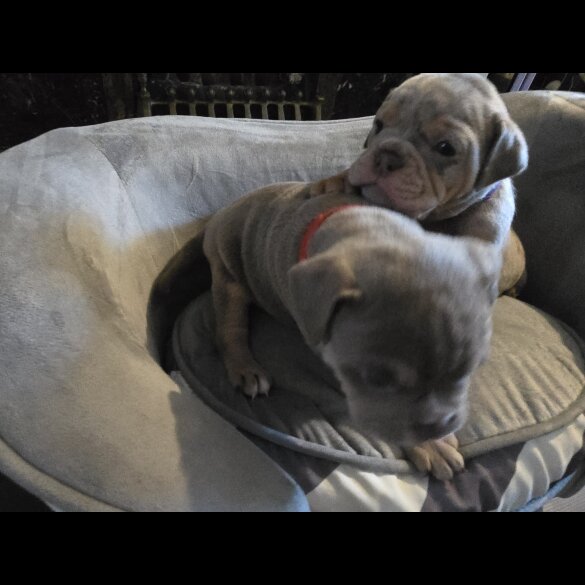 English Bulldog - Both