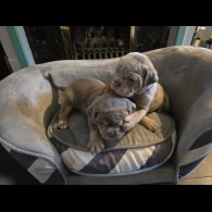 English Bulldog - Both