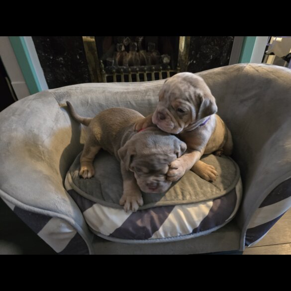 English Bulldog - Both