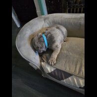 English Bulldog - Both