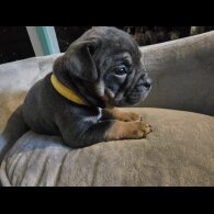 English Bulldog - Both