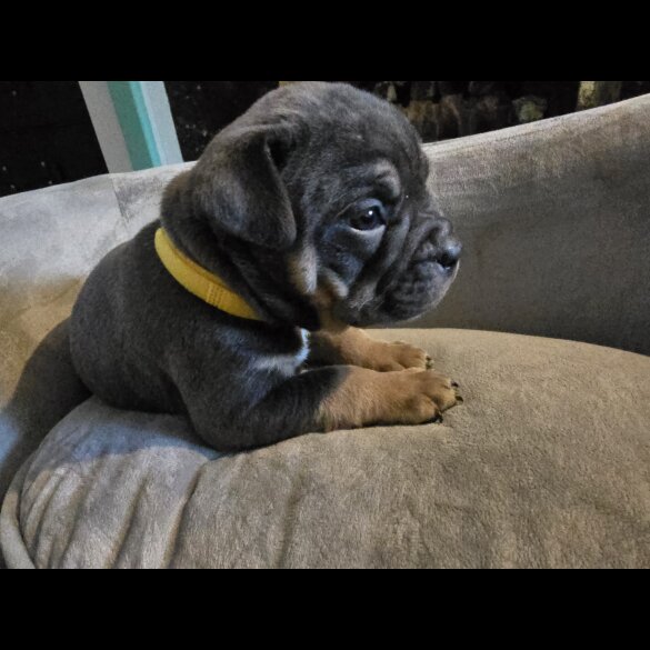 English Bulldog - Both
