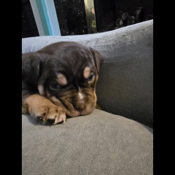 English Bulldog - Both