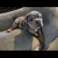 English Bulldog - Both