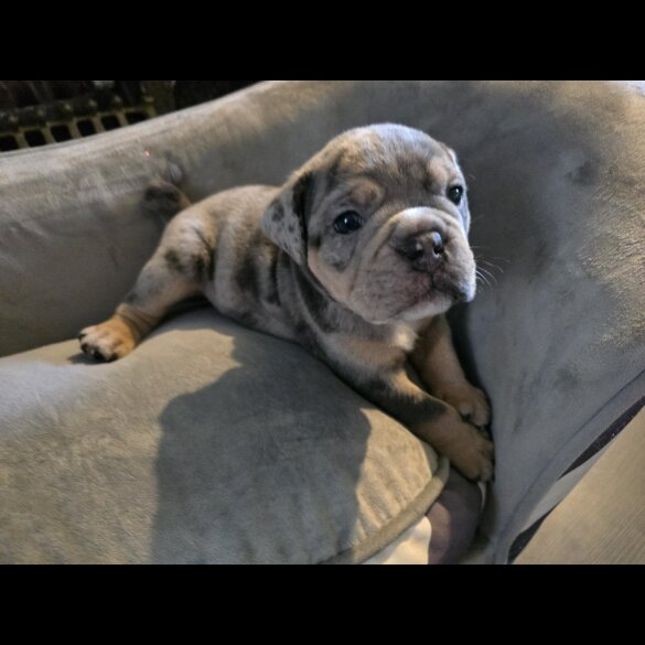 English Bulldog - Both