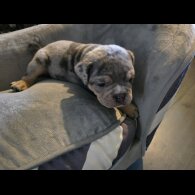 English Bulldog - Both