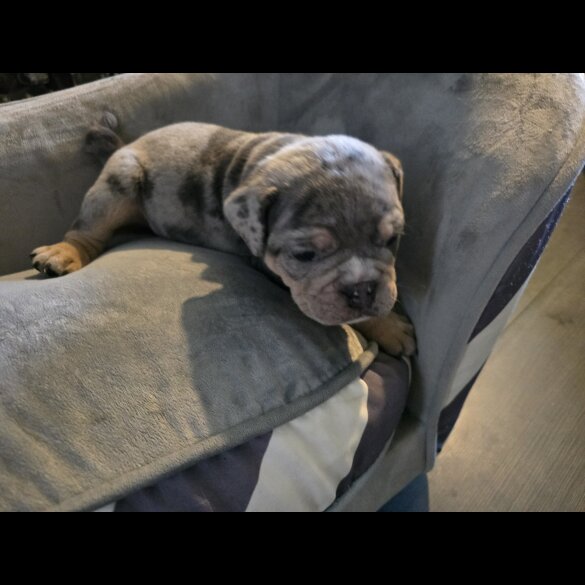 English Bulldog - Both