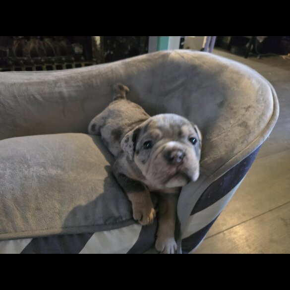 English Bulldog - Both