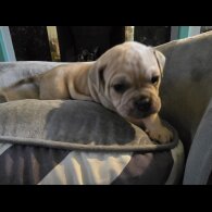 English Bulldog - Both