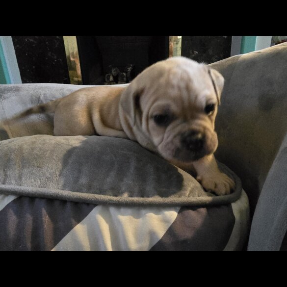 English Bulldog - Both
