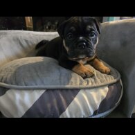 English Bulldog - Both