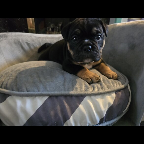 English Bulldog - Both