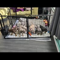 English Bulldog - Both