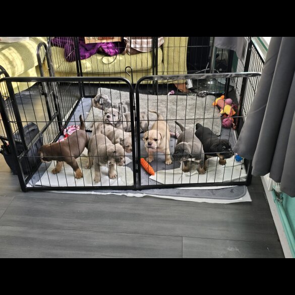 English Bulldog - Both