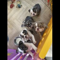 English Bulldog - Bitches