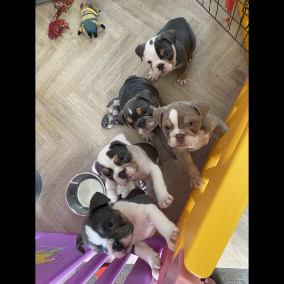 English Bulldog - Bitches