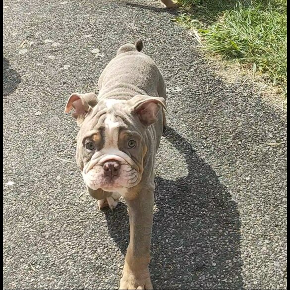 English Bulldog - Both