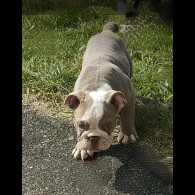 English Bulldog - Both