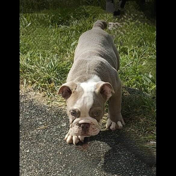 English Bulldog - Both