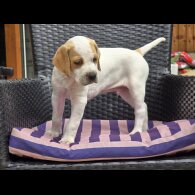 English Pointer - Both