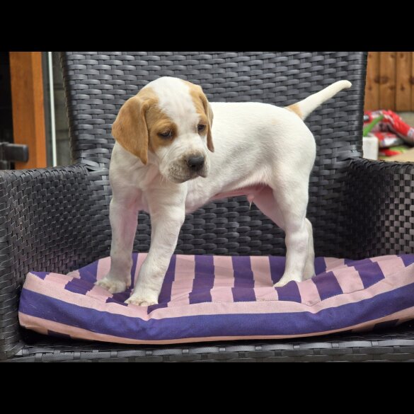 English Pointer - Both