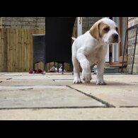 English Pointer - Both