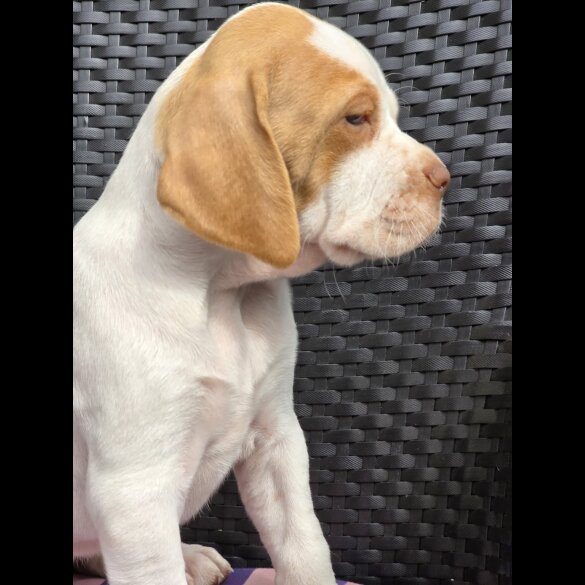 English Pointer - Both