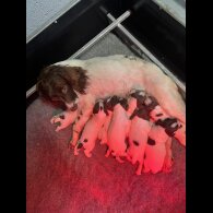 English Springer Spaniel - Bitches