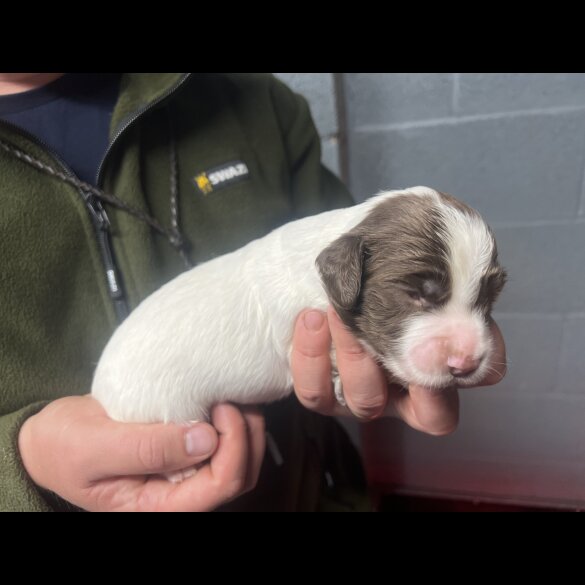 English Springer Spaniel - Bitches