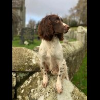 English Springer Spaniel - Bitches