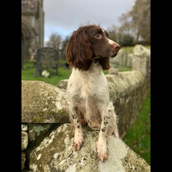 English Springer Spaniel - Bitches