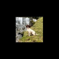 English Springer Spaniel - Bitches