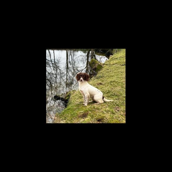 English Springer Spaniel - Bitches