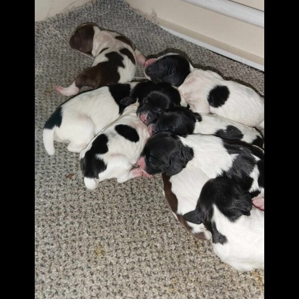 English Springer Spaniel - Dogs