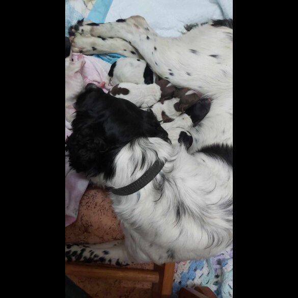 English Springer Spaniel - Dogs