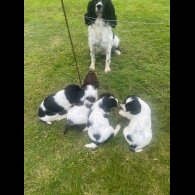 English Springer Spaniel - Dogs