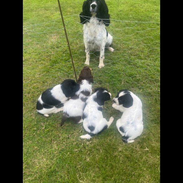 English Springer Spaniel - Dogs