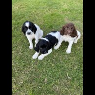 English Springer Spaniel - Dogs