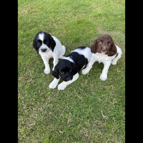English Springer Spaniel - Dogs