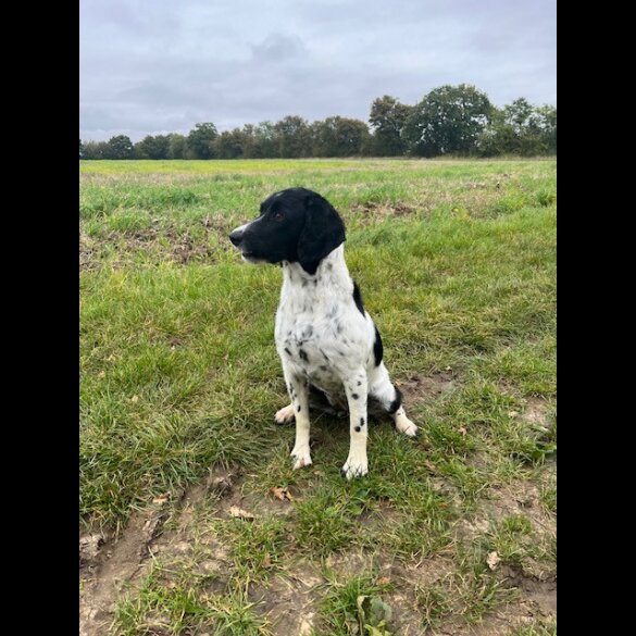 English Springer Spaniel - Dogs